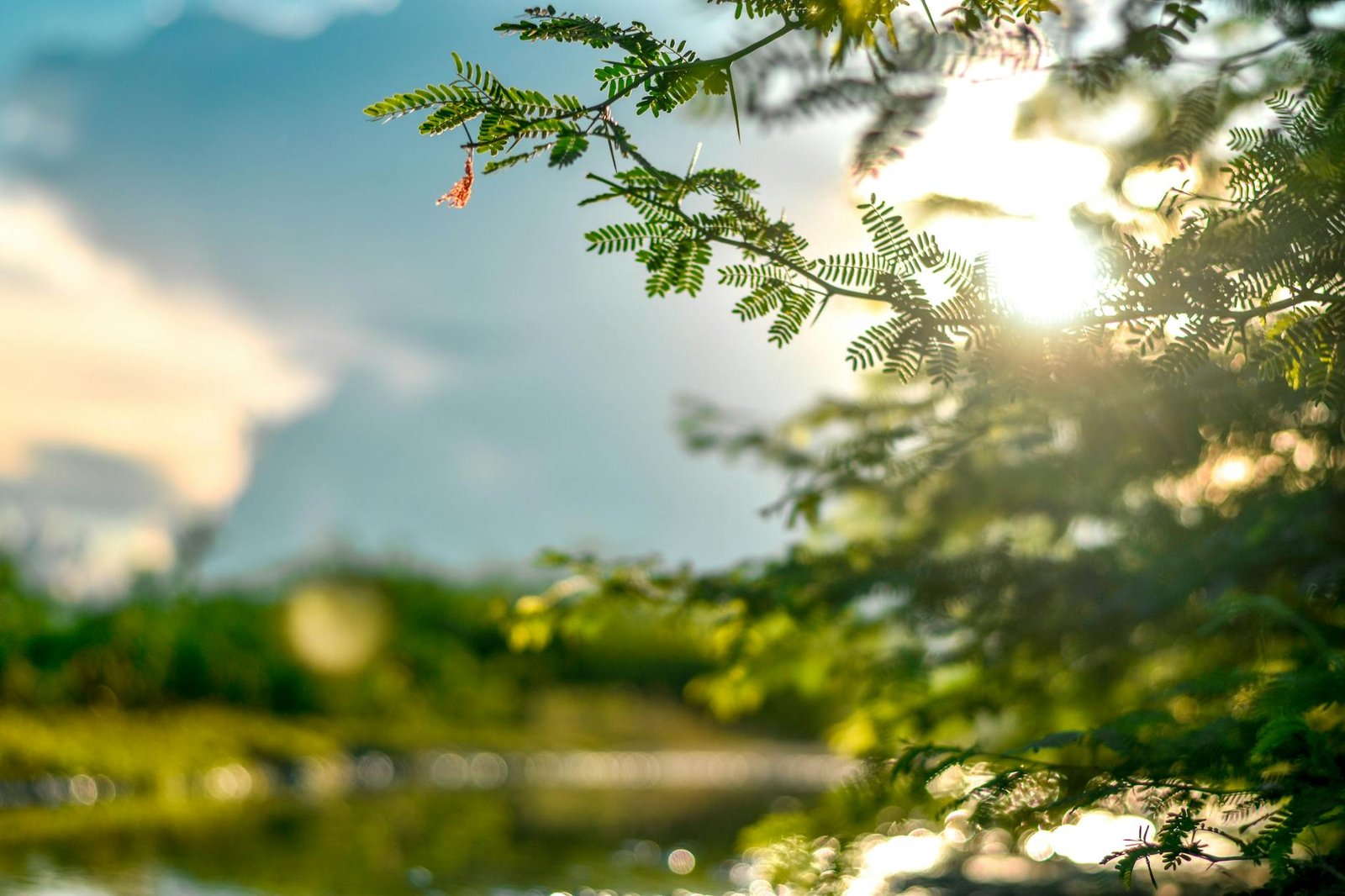 https://www.pexels.com/photo/selective-focus-photo-of-leaves-1673973/